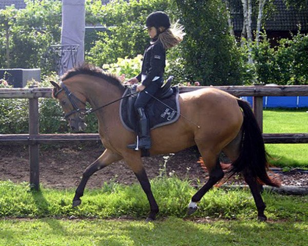 horse Dark Sekret (German Riding Pony, 2007, from Dreamy's Dayton)