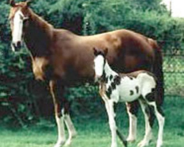 broodmare Patchy Lassy xx (Thoroughbred, 1989, from Pesty Axe xx)