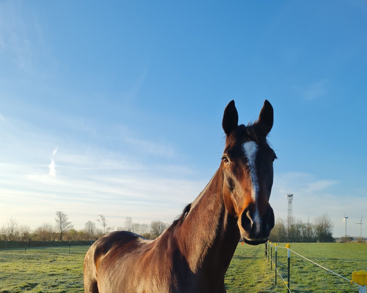 horse Devina Commedia (Hanoverian, 2004, from Depardieu 11)