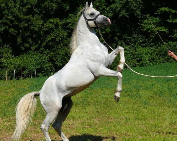 horse 76 Mabrouk VI 2 ShA (Shagya Arabian, 1996, from 54 Mabrouk VI 2 1991 ShA)