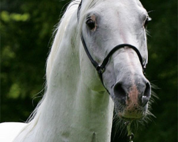 stallion Kylinski 1988 ox (Arabian purebred, 1988, from Peisuli ox)