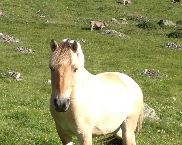horse Romeo Baron (Fjord Horse, 2007, from Resen N.2673)