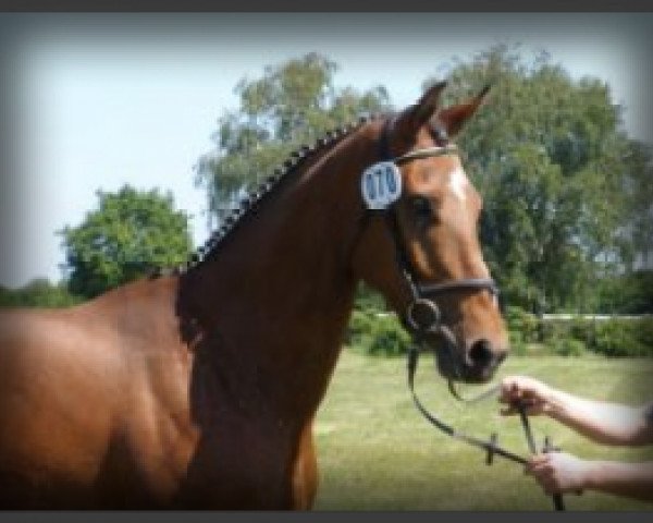 broodmare Wanda BS (Holsteiner, 2006, from Newton)