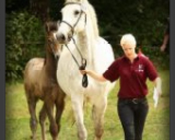 broodmare Shakira BS (Holsteiner, 2002, from Colman)