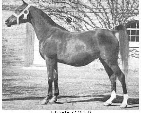 broodmare Riyala 1905 ox (Arabian purebred, 1905, from Astraled 1900 ox) broodmare Riyala 1905 ox (Arabian purebred, 1905, from Astraled 1900 ox)