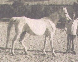 broodmare Malaka 1941 ox (Arabian purebred, 1941, from Kheir 1924 RAS)