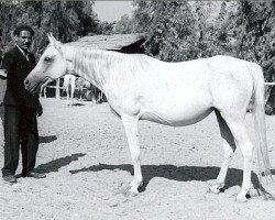 broodmare Nazeera 1954 EAO (Arabian purebred, 1954, from Nazeer 1934 RAS)