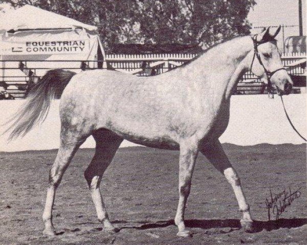 broodmare Dalia 1968 EAO (Arabian purebred, 1968, from Morafic 1956 EAO)