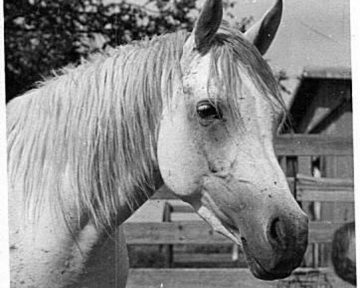 broodmare Bint Bukra 1959 EAO (Arabian purebred, 1959, from Nazeer 1934 RAS)