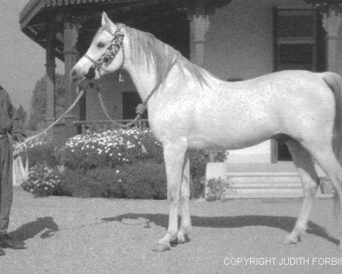 stallion Sameh 1945 RAS (Arabian purebred, 1945, from El Moez 1934 RAS)