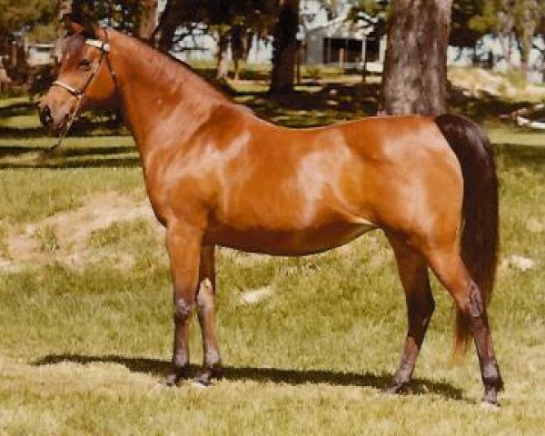 broodmare Ansata Bint Misr EAO (Arabian purebred, 1966, from Sameh 1945 RAS)