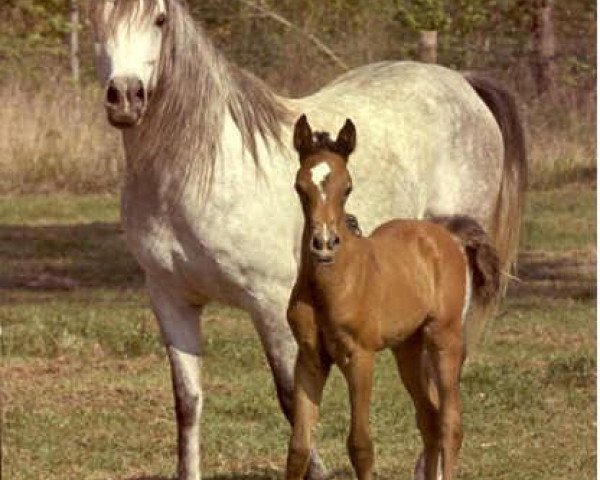 broodmare Ansata Delilah 1972 ox (Arabian purebred, 1972, from Ansata Shah Zaman 1968 ox)