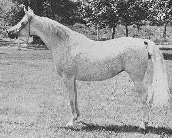 broodmare Ansata Bint Mabrouka 1958 EAO (Arabian purebred, 1958, from Nazeer 1934 RAS) broodmare Ansata Bint Mabrouka 1958 EAO (Arabian purebred, 1958, from Nazeer 1934 RAS)