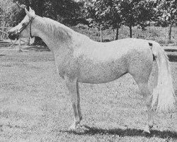 broodmare Ansata Bint Mabrouka 1958 EAO (Arabian purebred, 1958, from Nazeer 1934 RAS)
