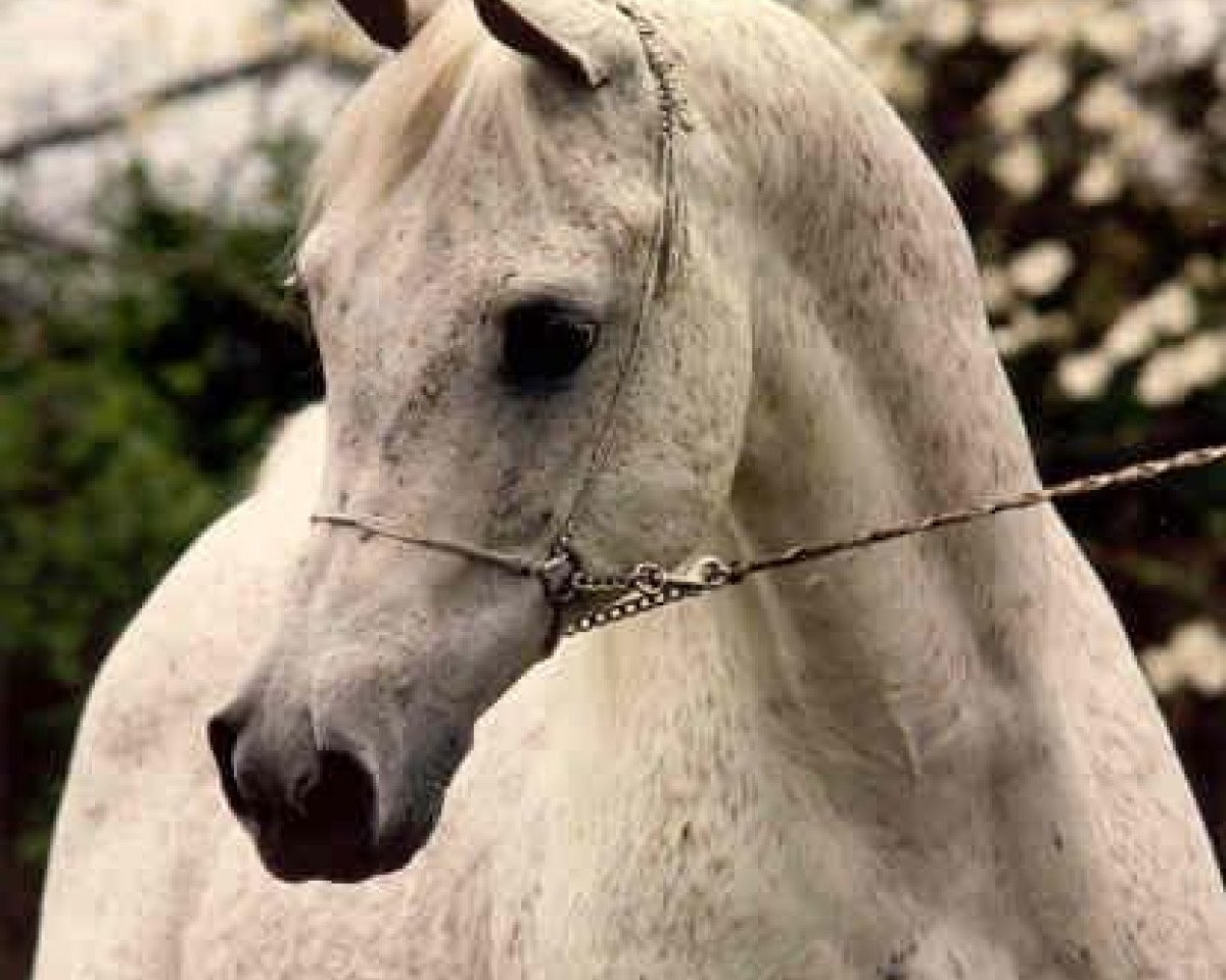 stallion Ansata Ibn Sudan ox (Arabian purebred, 1965, from Ansata Ibn Halima 1958 EAO)