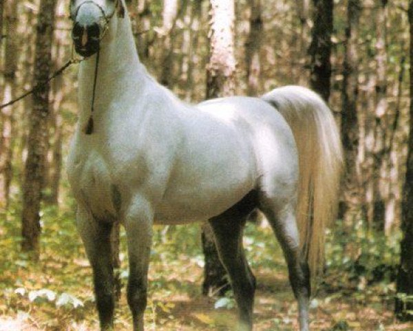 stallion Ansata Imperial 1976 ox (Arabian purebred, 1976, from Ansata Ibn Sudan ox)