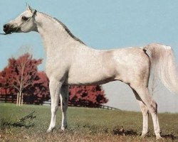 stallion Imperial Imdal 1982 EAO (Arabian purebred, 1982, from Ansata Imperial 1976 ox)