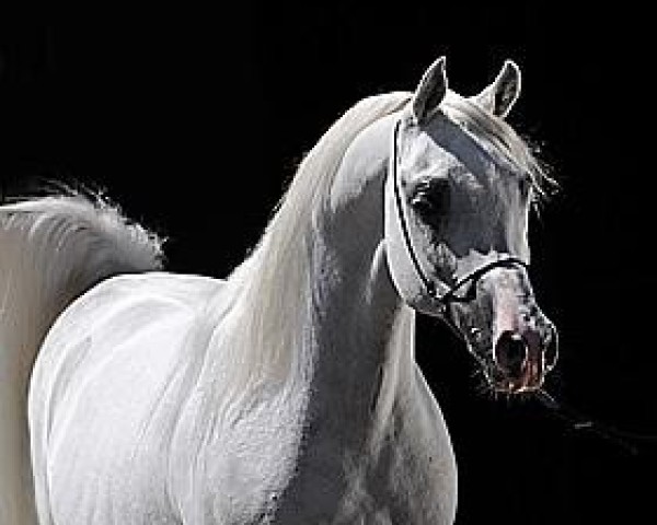 stallion Laheeb 1996 EAO ox (Arabian purebred, 1996, from Imperial Imdal 1982 EAO)