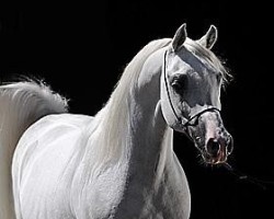 stallion Laheeb 1996 EAO ox (Arabian purebred, 1996, from Imperial Imdal 1982 EAO)