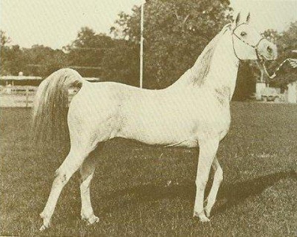 stallion Faaris 1954 ox (Arabian purebred, 1954, from Fa-Serr ox)