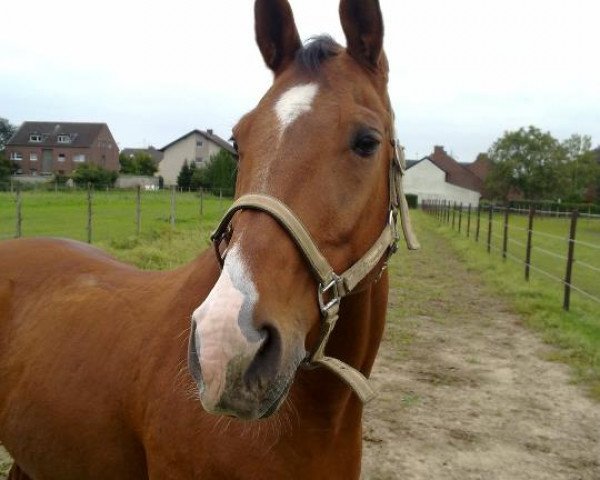 Dressurpferd Lafayette 69 (Hannoveraner, 1989, von Legat)