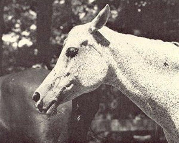broodmare Fay Roufa 1939 ox (Arabian purebred, 1939, from Fay El Dine 1934 ox)