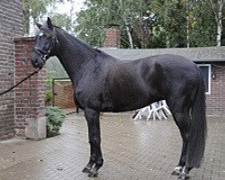 horse Fabiano 69 (Westphalian,  )