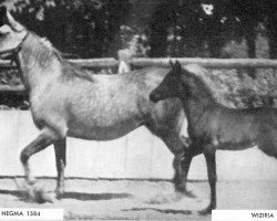 broodmare Fay Negma 1938 ox (Arabian purebred, 1938, from Fay El Dine 1934 ox)