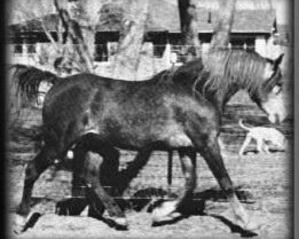 stallion Fa Turf 1952 ox (Arabian purebred, 1952, from Fadl 1930 RAS) stallion Fa Turf 1952 ox (Arabian purebred, 1952, from Fadl 1930 RAS)