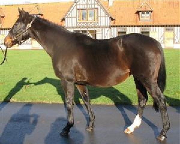 broodmare Solar Crystal xx (Thoroughbred, 1993, from Alzao xx)