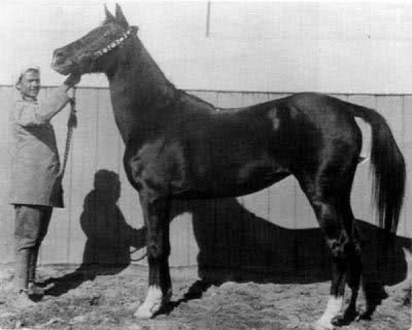 broodmare Bint el Bahrein 1898 ox (Arabian purebred, 1898)