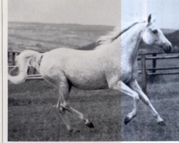 broodmare Shar Zarqa 1966 ox (Arabian purebred, 1966, from Negem ox) broodmare Shar Zarqa 1966 ox (Arabian purebred, 1966, from Negem ox)