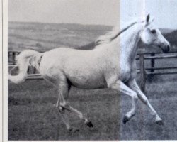 broodmare Shar Zarqa 1966 ox (Arabian purebred, 1966, from Negem ox)