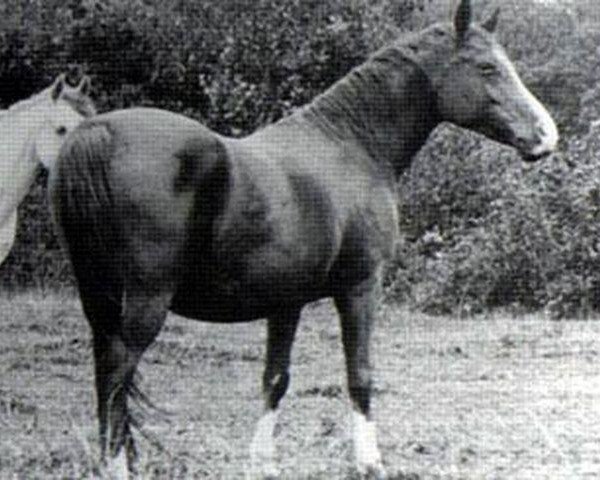 broodmare Hamasa 1972 ox (Arabian purebred, 1972, from Hadban Enzahi 1952 EAO)