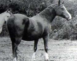 broodmare Hamasa 1972 ox (Arabian purebred, 1972, from Hadban Enzahi 1952 EAO)