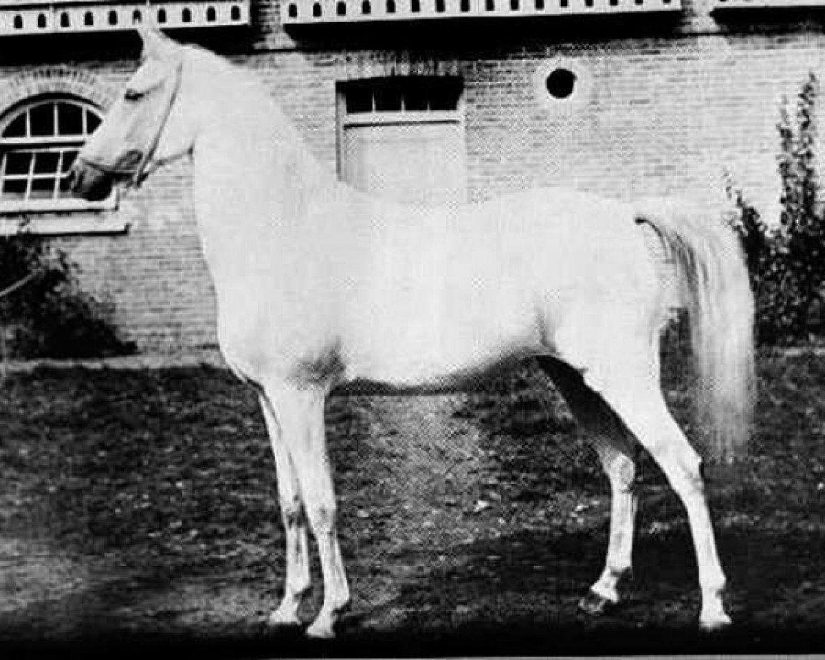 broodmare Basilisk 1876 RAS (Arabian purebred, 1876)