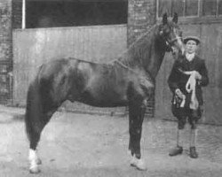 stallion Berk 1903 ox (Arabian purebred, 1903, from Seyal 1897 ox)
