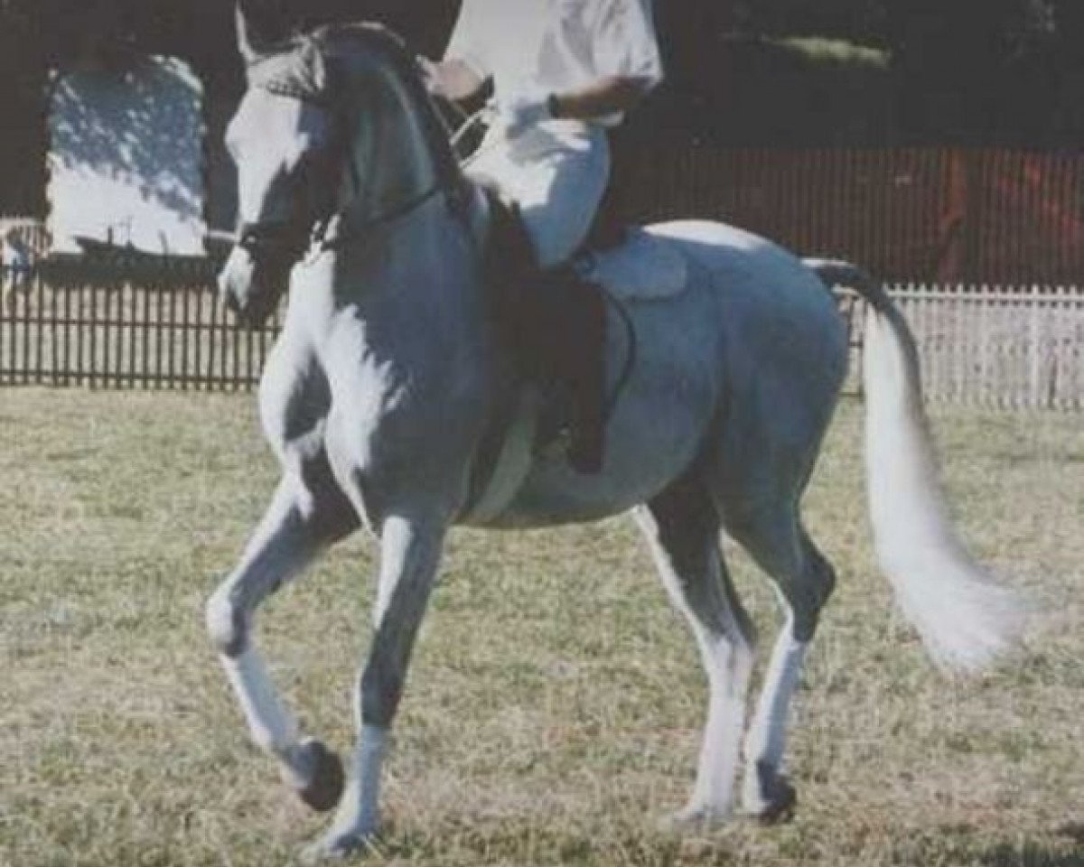 stallion Pamino ShA (Shagya Arabian, 1980, from Bajar ShA)