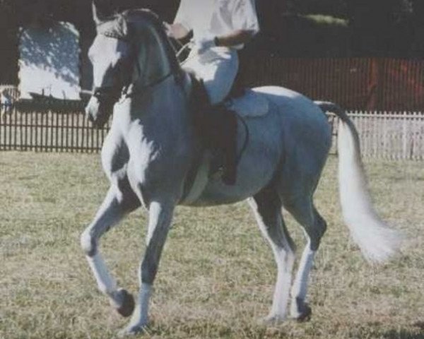 Deckhengst Pamino ShA (Shagya-Araber, 1980, von Bajar ShA)
