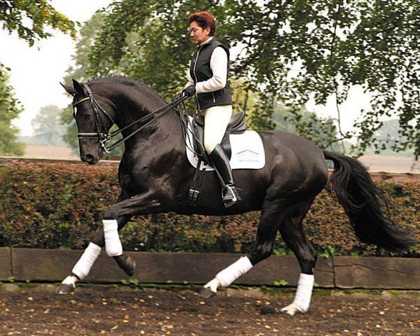 stallion Dionysos 19 (Oldenburg, 1997, from De Niro) stallion Dionysos 19 (Oldenburg, 1997, from De Niro)