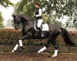 stallion Dionysos 19 (Oldenburg, 1997, from De Niro)