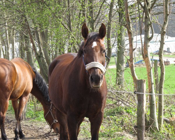 broodmare Emmelie (Hanoverian, 1998, from Erasmus)