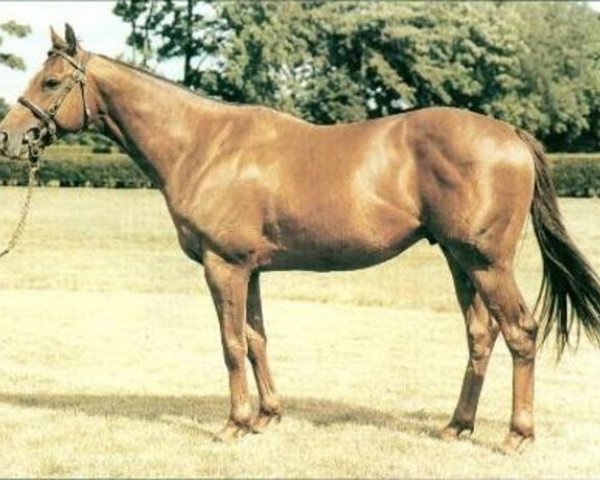 stallion Inchinor xx (Thoroughbred, 1990, from Ahonoora xx)
