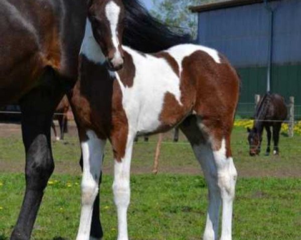 Pferd Akör S (Pinto/Hunter, 2012, von Avalon 281)