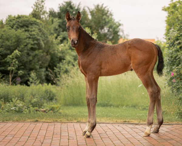 Pferd Carmilou CM (Oldenburger Springpferd, 2022, von Conthalou)