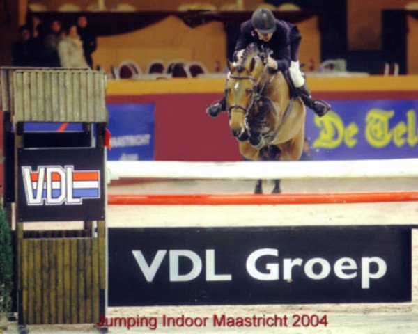 broodmare Caloma Z (Zangersheide riding horse, 1995, from Carthago) broodmare Caloma Z (Zangersheide riding horse, 1995, from Carthago)
