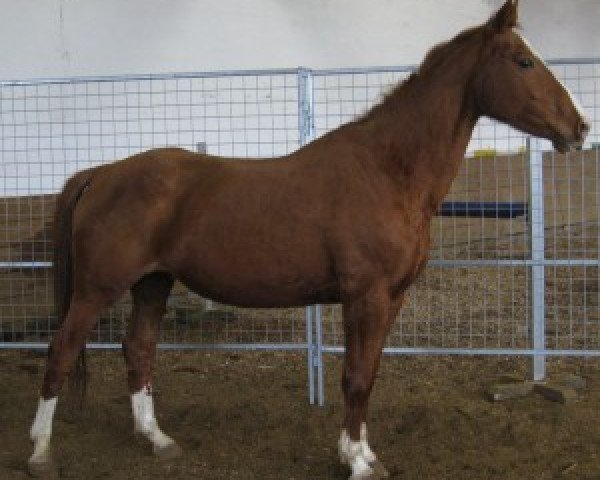 Zuchtstute Dominante (Hessisches Warmblut, 2004, von Don Papas) Zuchtstute Dominante (Hessisches Warmblut, 2004, von Don Papas)