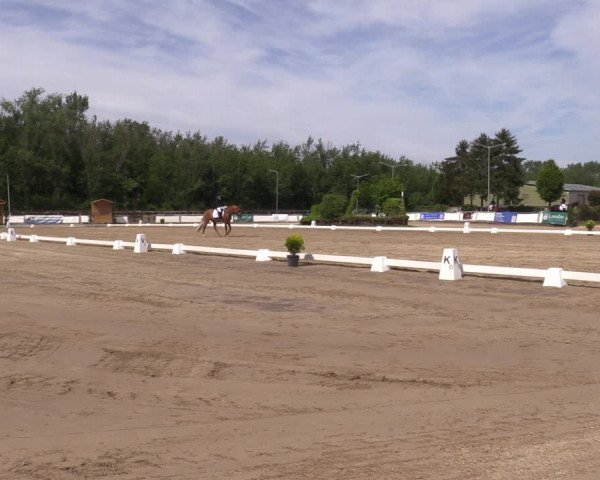 Reitturnier Frechen-Grefrath - Sonnenhof 2022