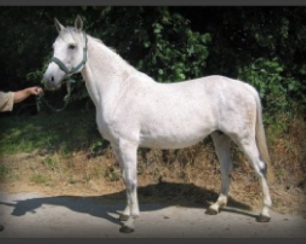 broodmare Olympia BS (Holsteiner, 1999, from Cassini II)