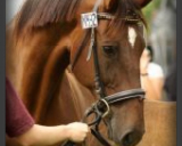 broodmare Olivia BS (Holsteiner, 1999, from Calido I)